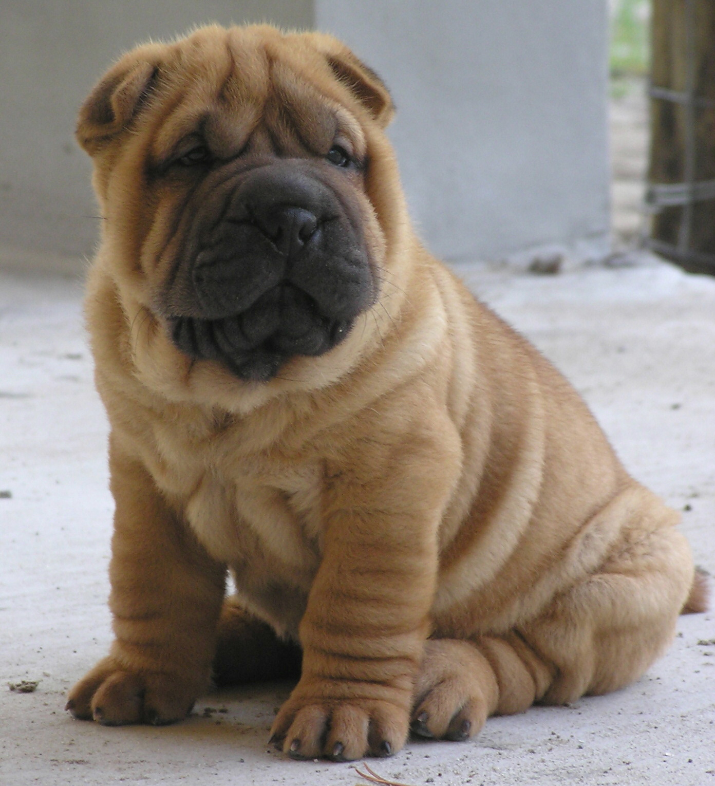 shar pei.jpg