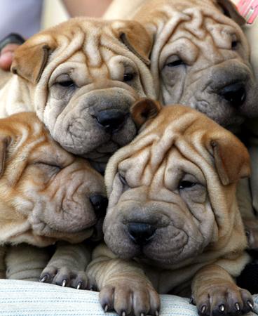 shar-pei.jpg